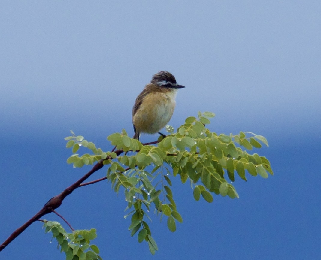 Sharp-tailed Tyrant - Yve Morrell