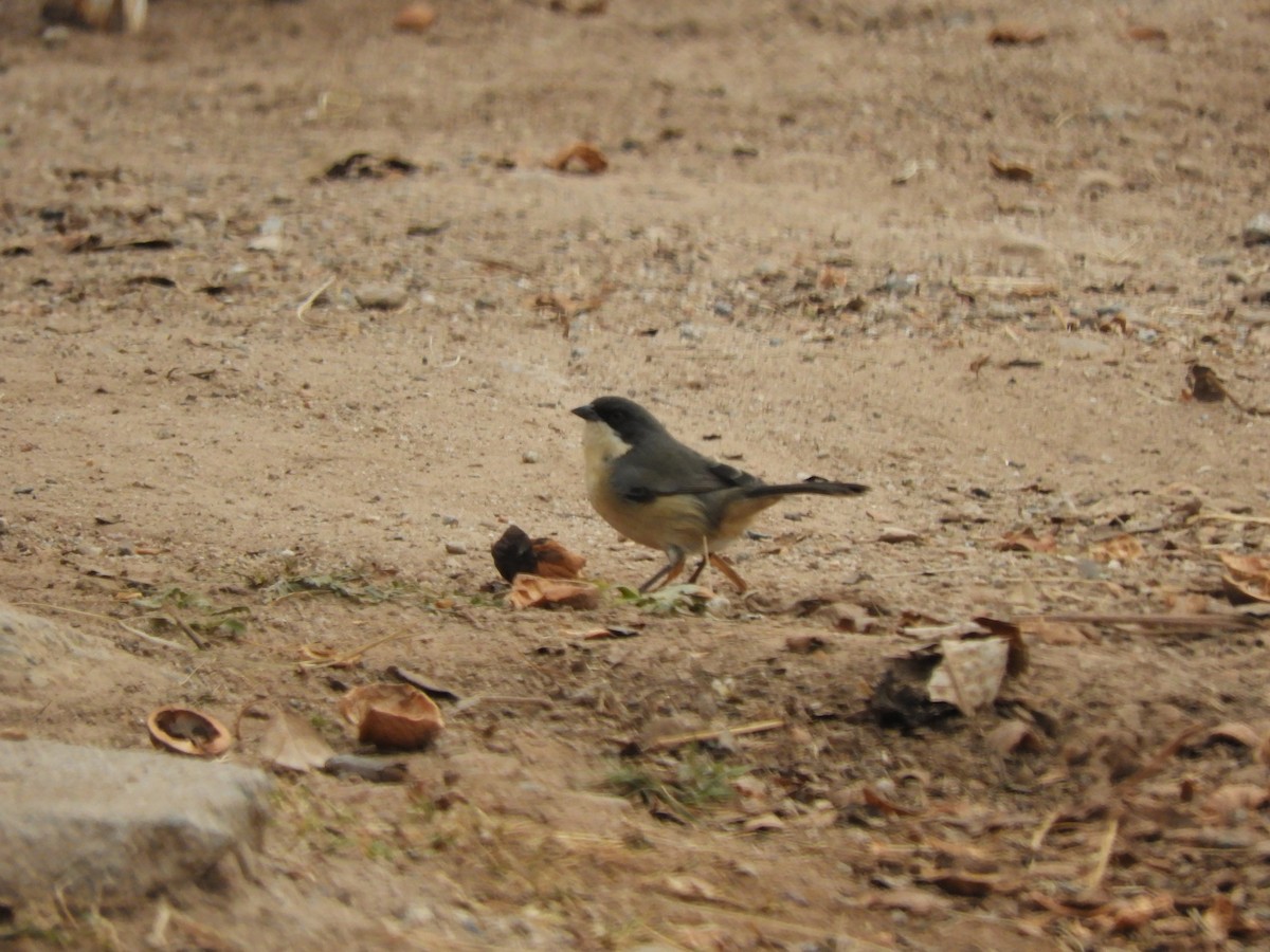 Black-capped Warbling Finch - ML622098219