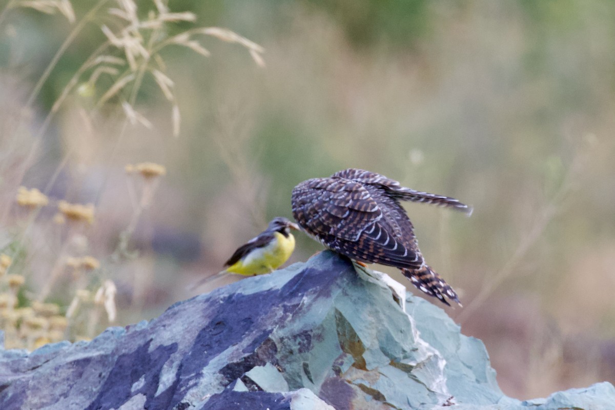 Common Cuckoo - Dorna Mojab