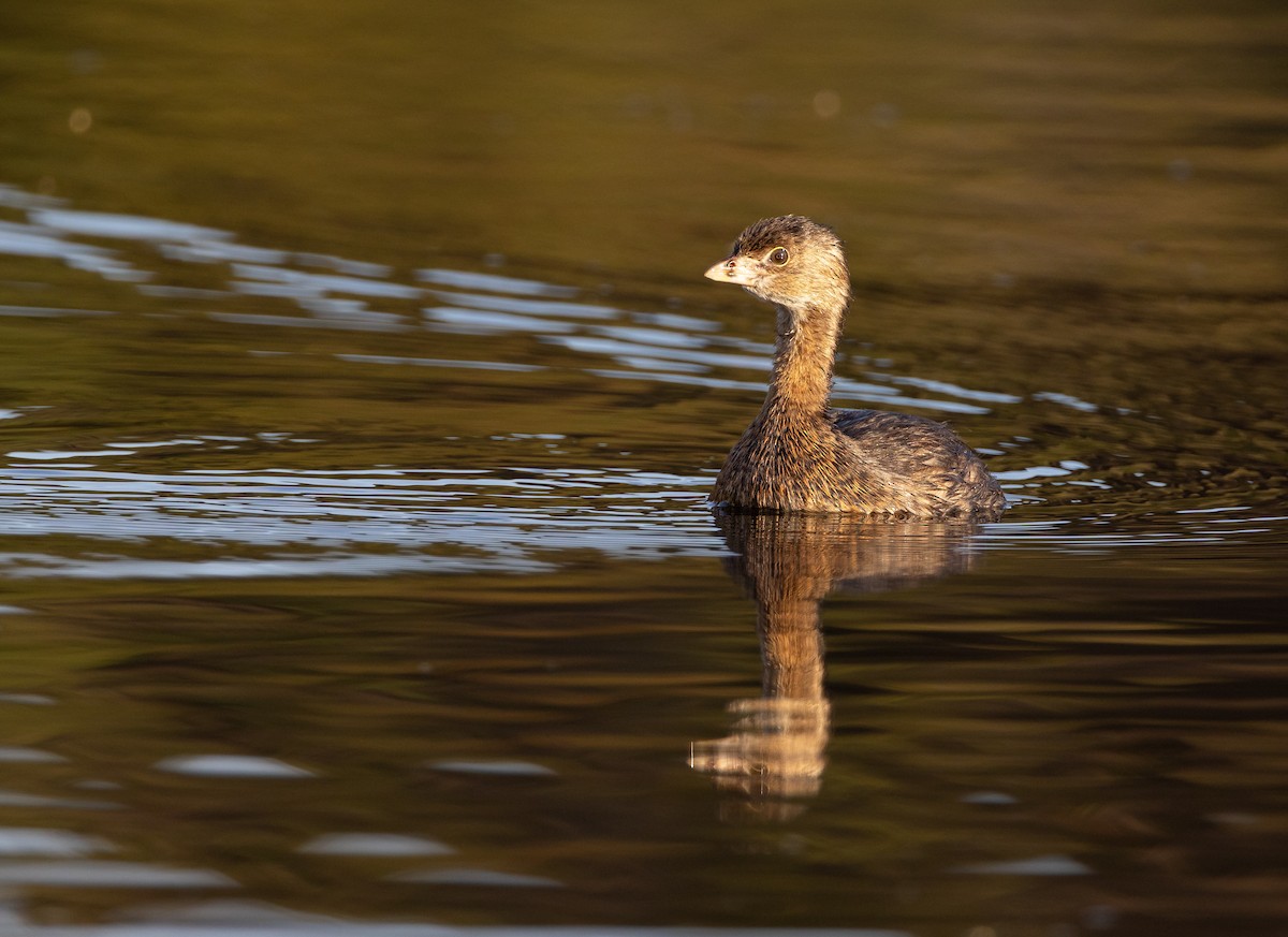 Pied-billed Grebe - ML622098255