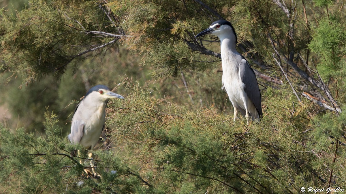 Black-crowned Night Heron - ML622098256