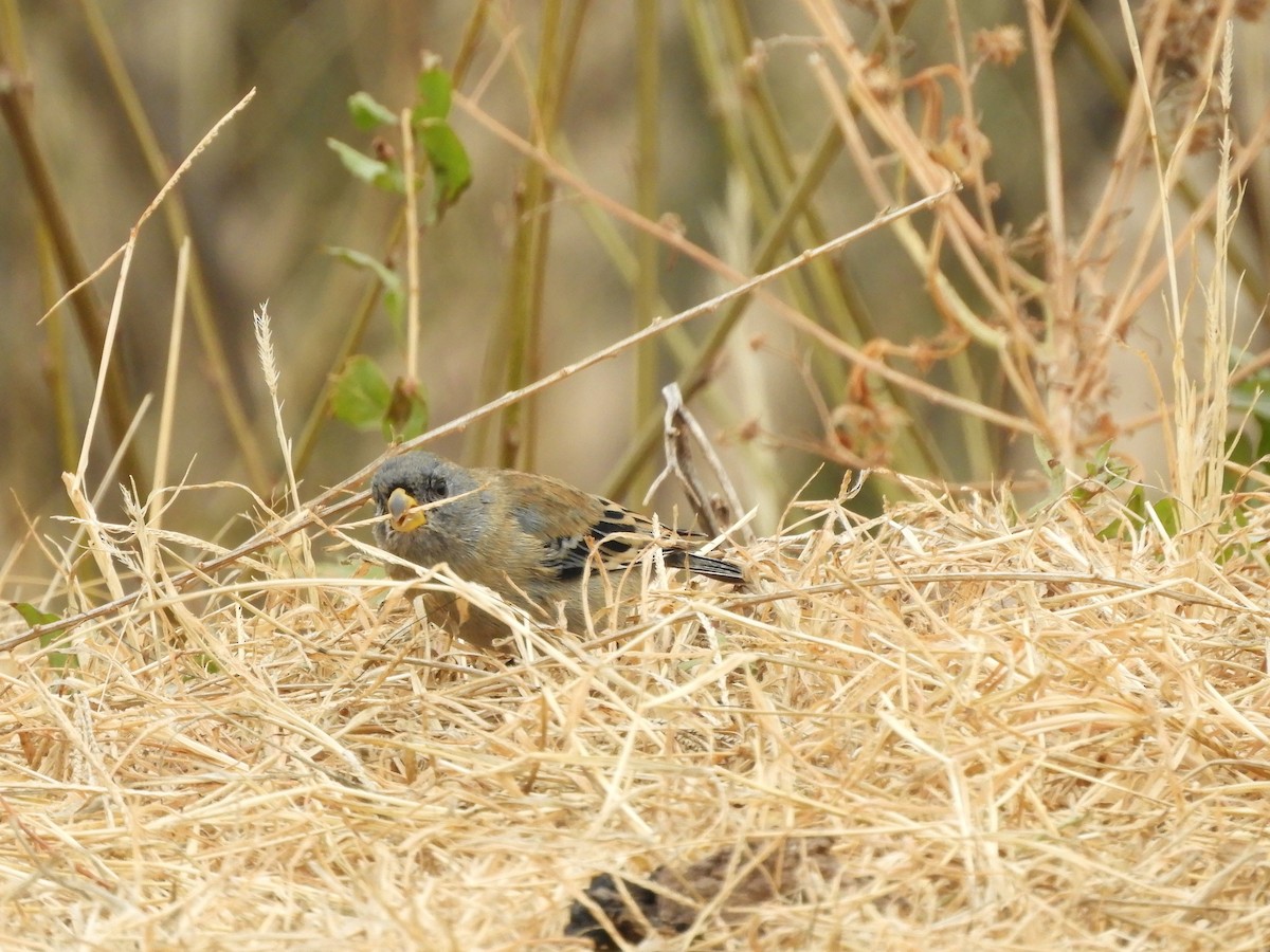 Band-tailed Seedeater - ML622098257