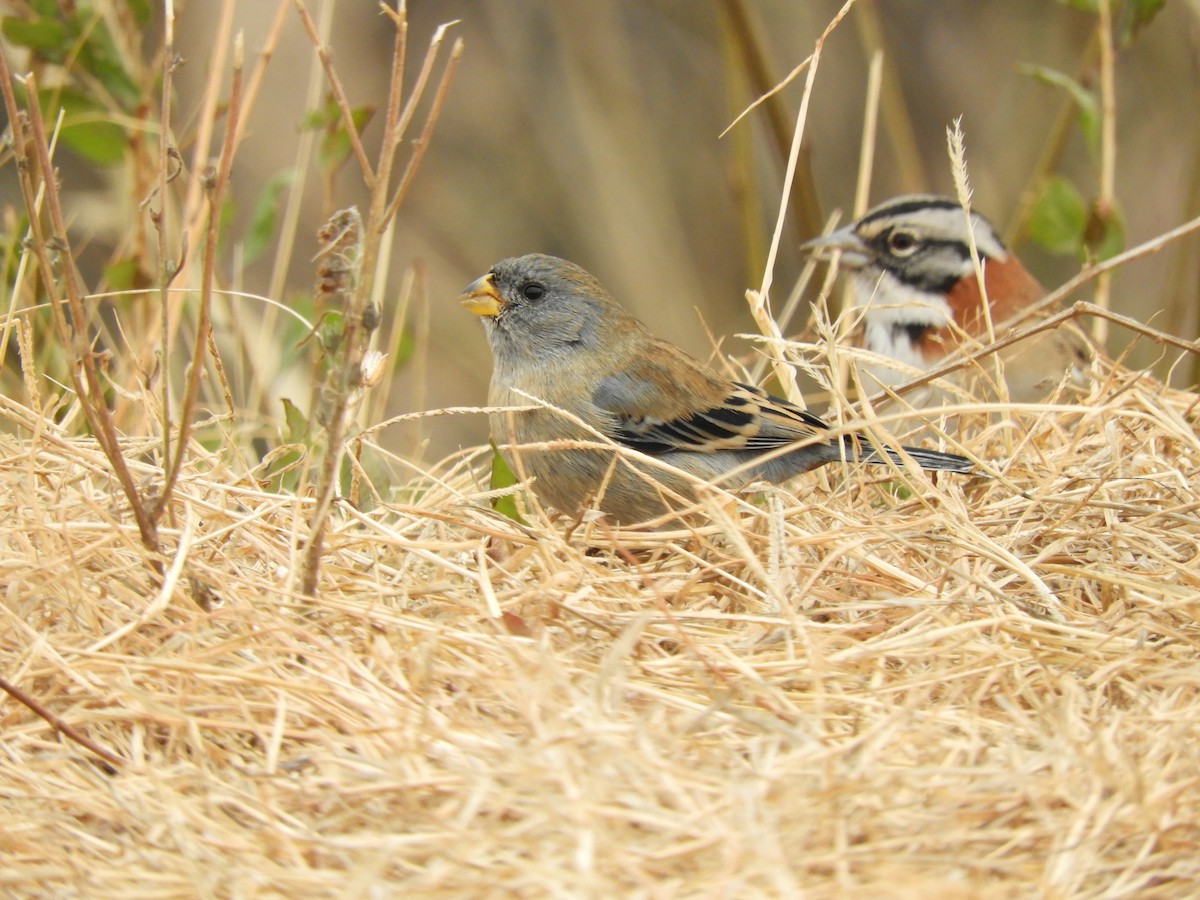 Band-tailed Seedeater - ML622098258