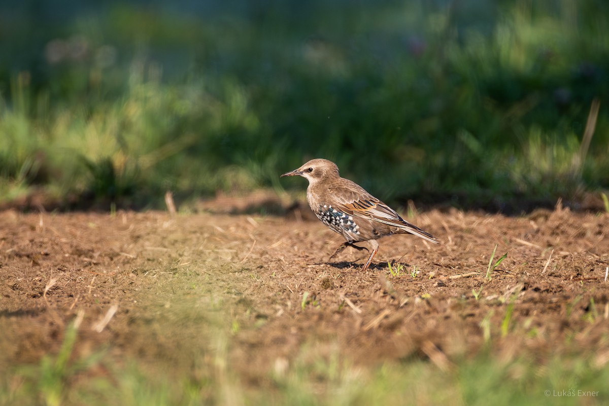 歐洲椋鳥 - ML622098259