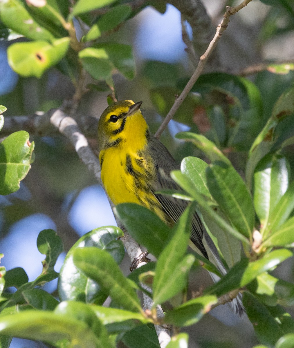 Prairie Warbler - ML622098261