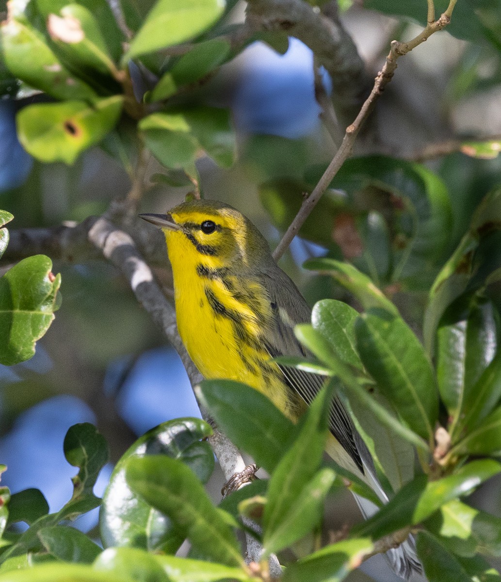 Prairie Warbler - ML622098262