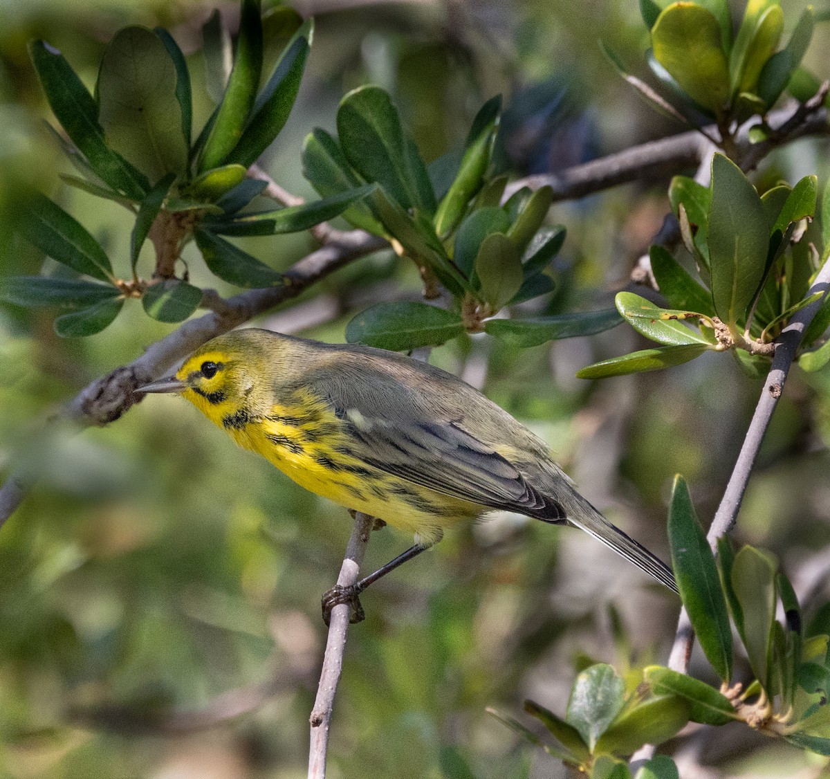 Prairie Warbler - ML622098263