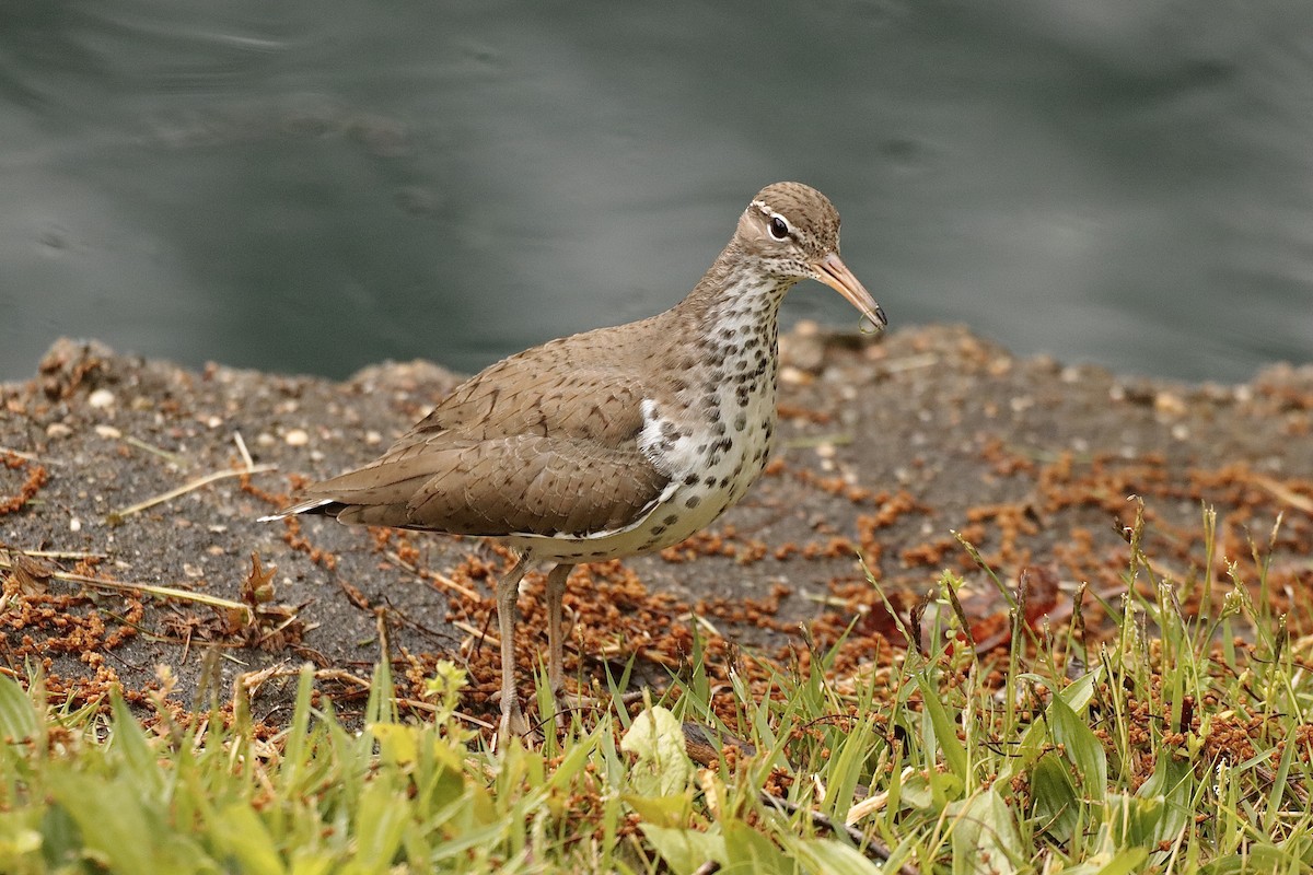 Spotted Sandpiper - ML622098292