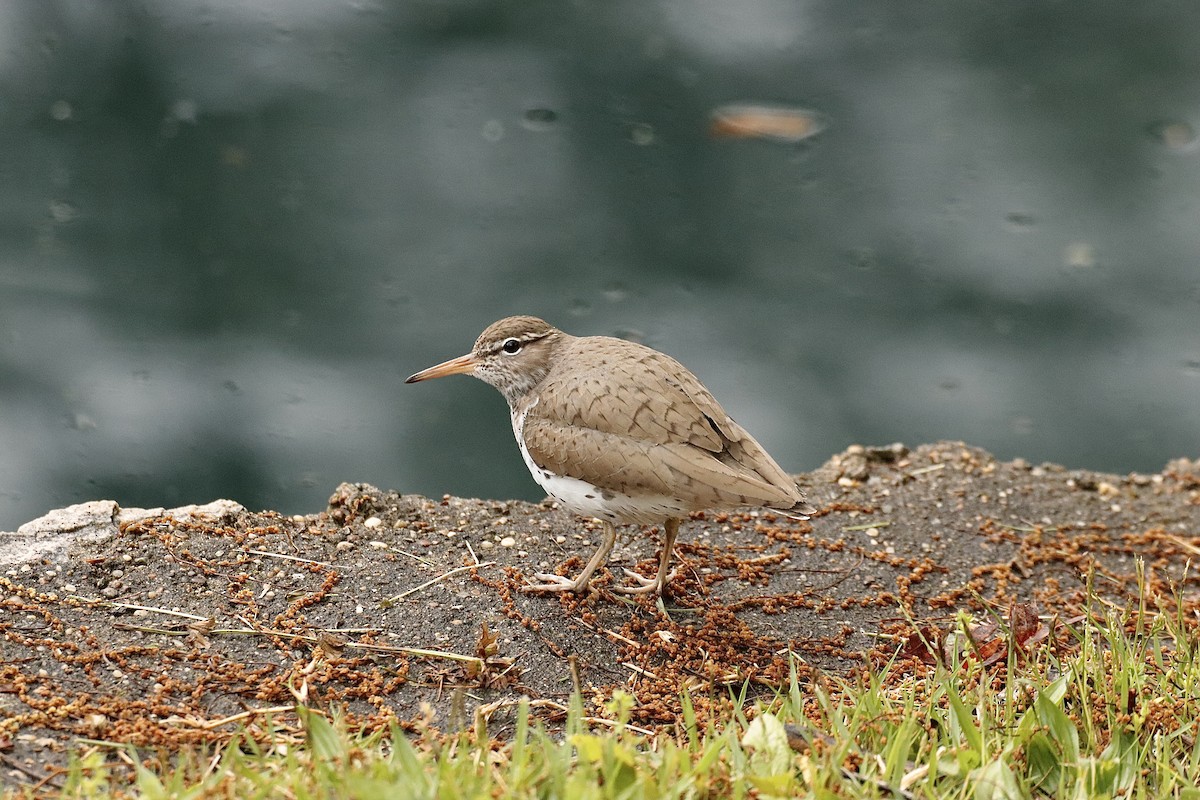 Spotted Sandpiper - ML622098293