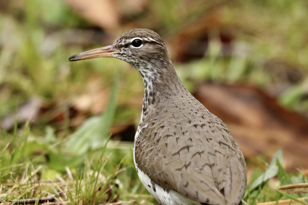 Spotted Sandpiper - ML622098294