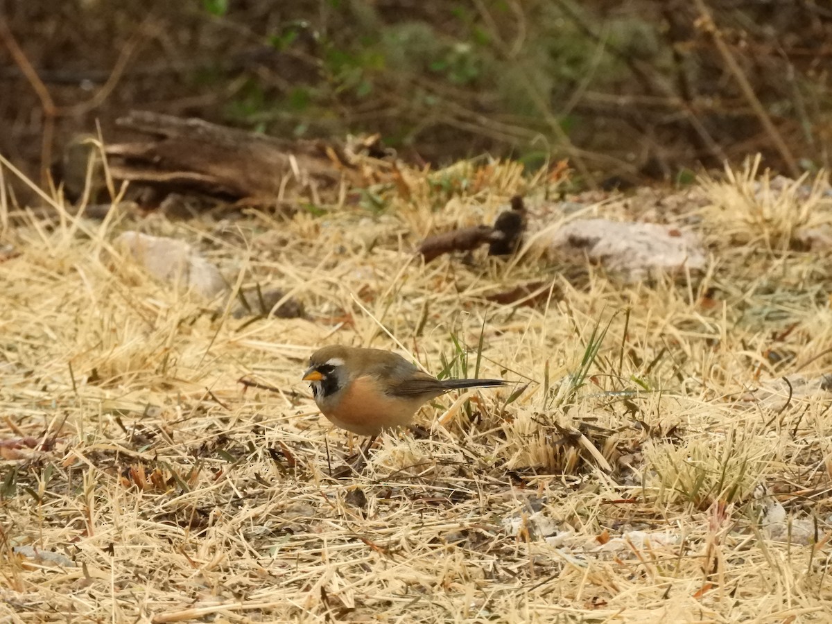 Many-colored Chaco Finch - inés otero