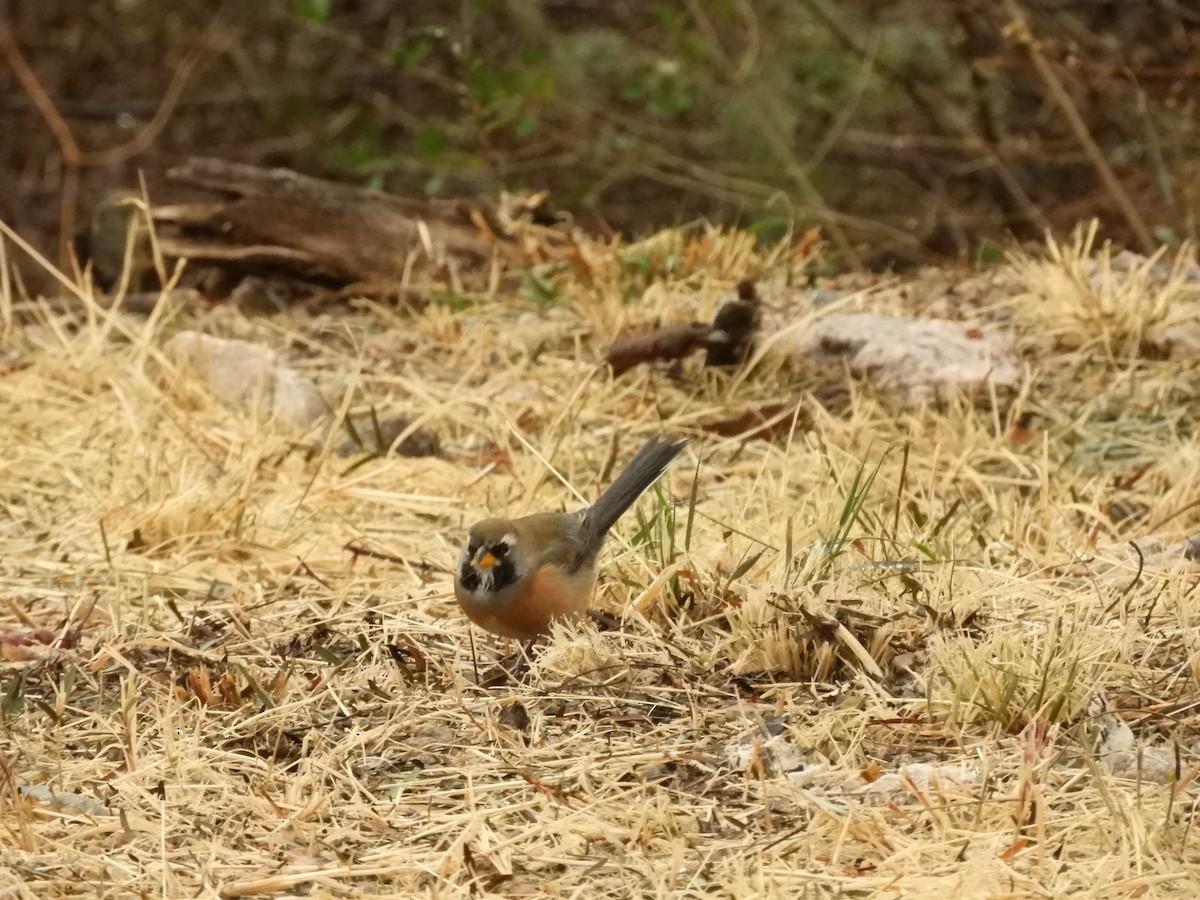 Many-colored Chaco Finch - ML622098296