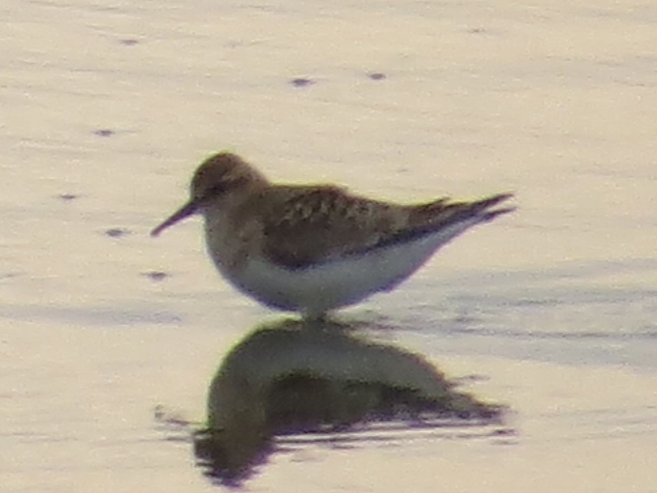 Baird's Sandpiper - ML622098332