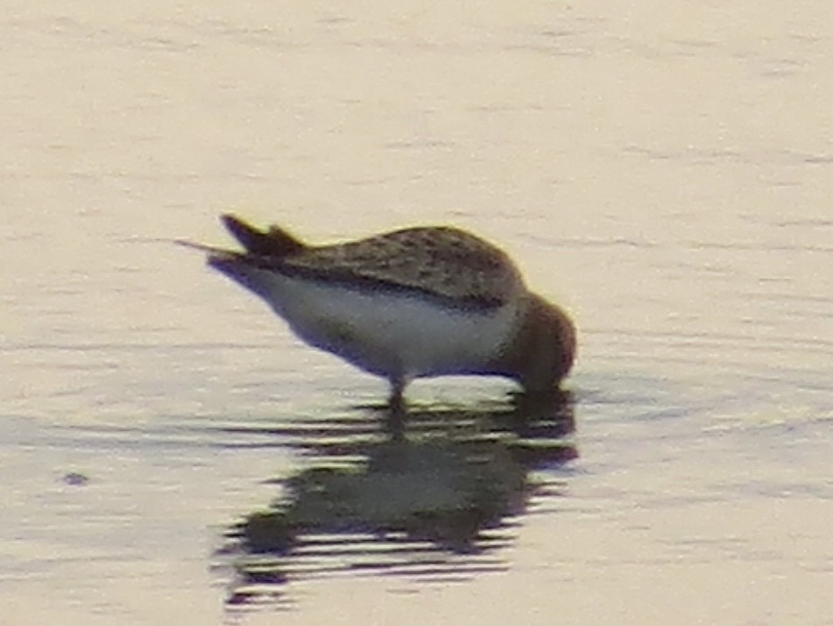 Baird's Sandpiper - ML622098333