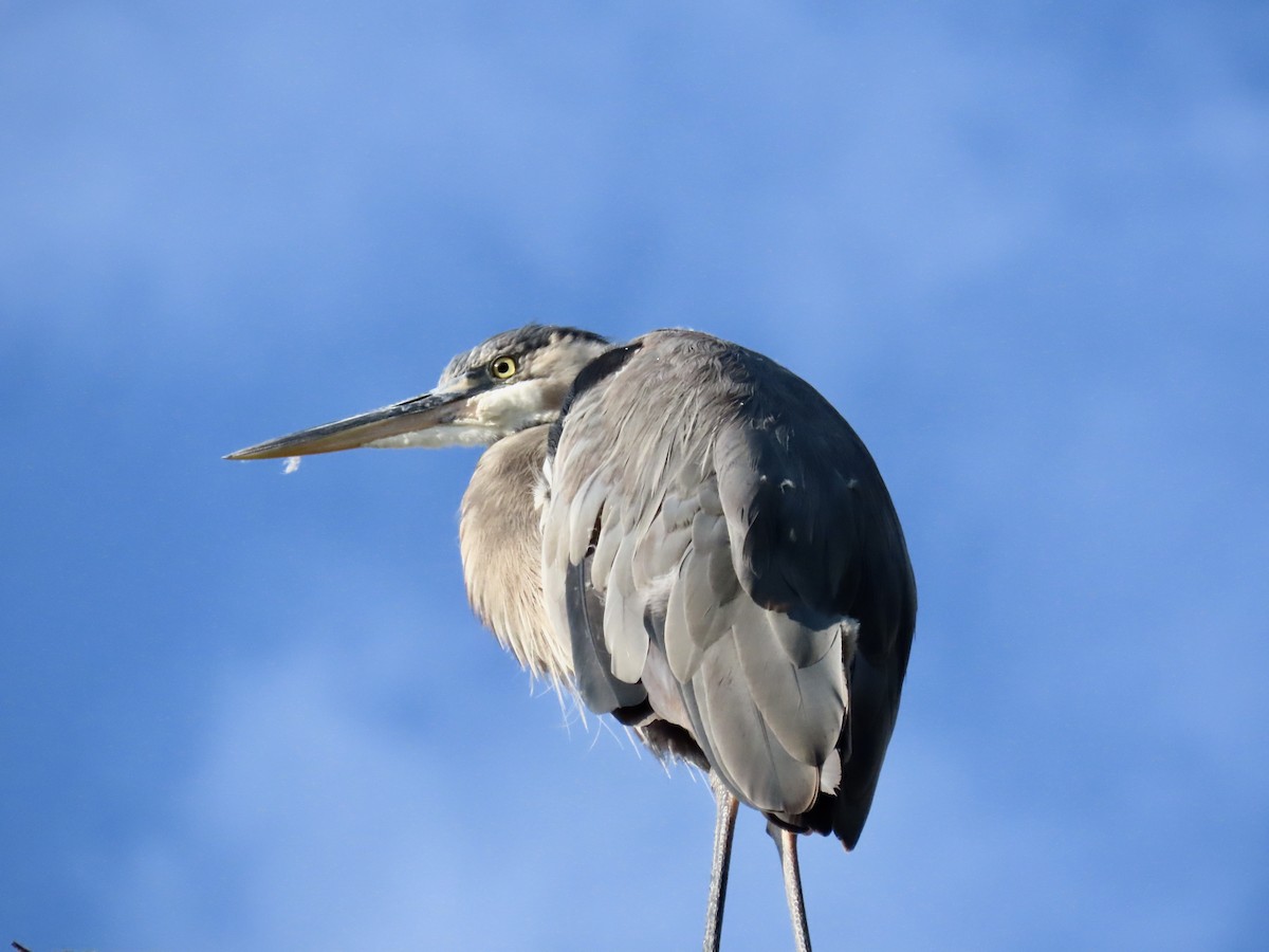 Great Blue Heron - ML622098334