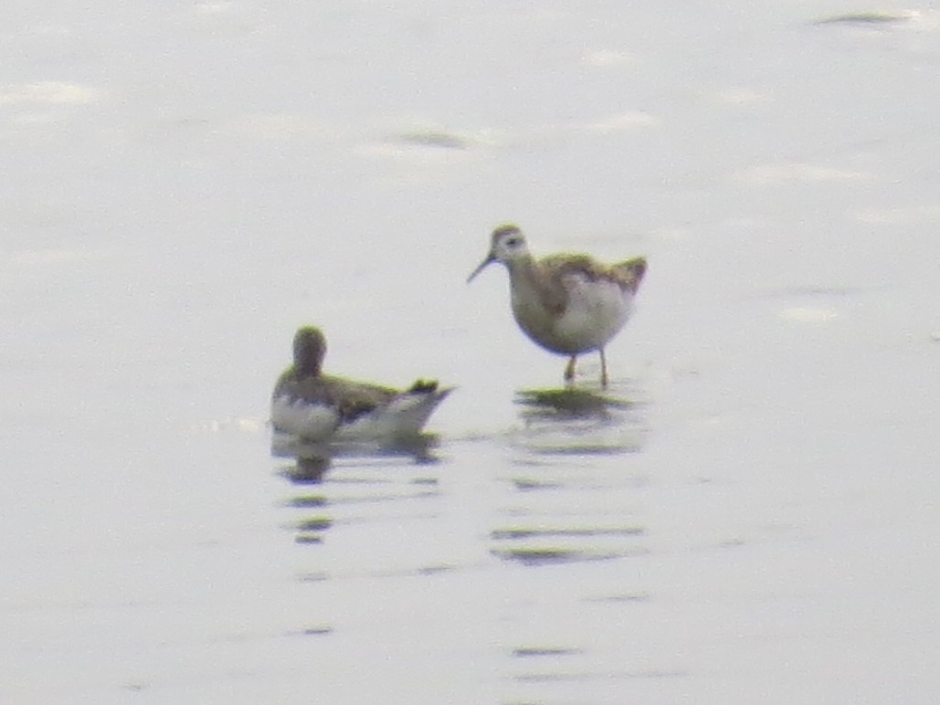 Wilson's Phalarope - ML622098335