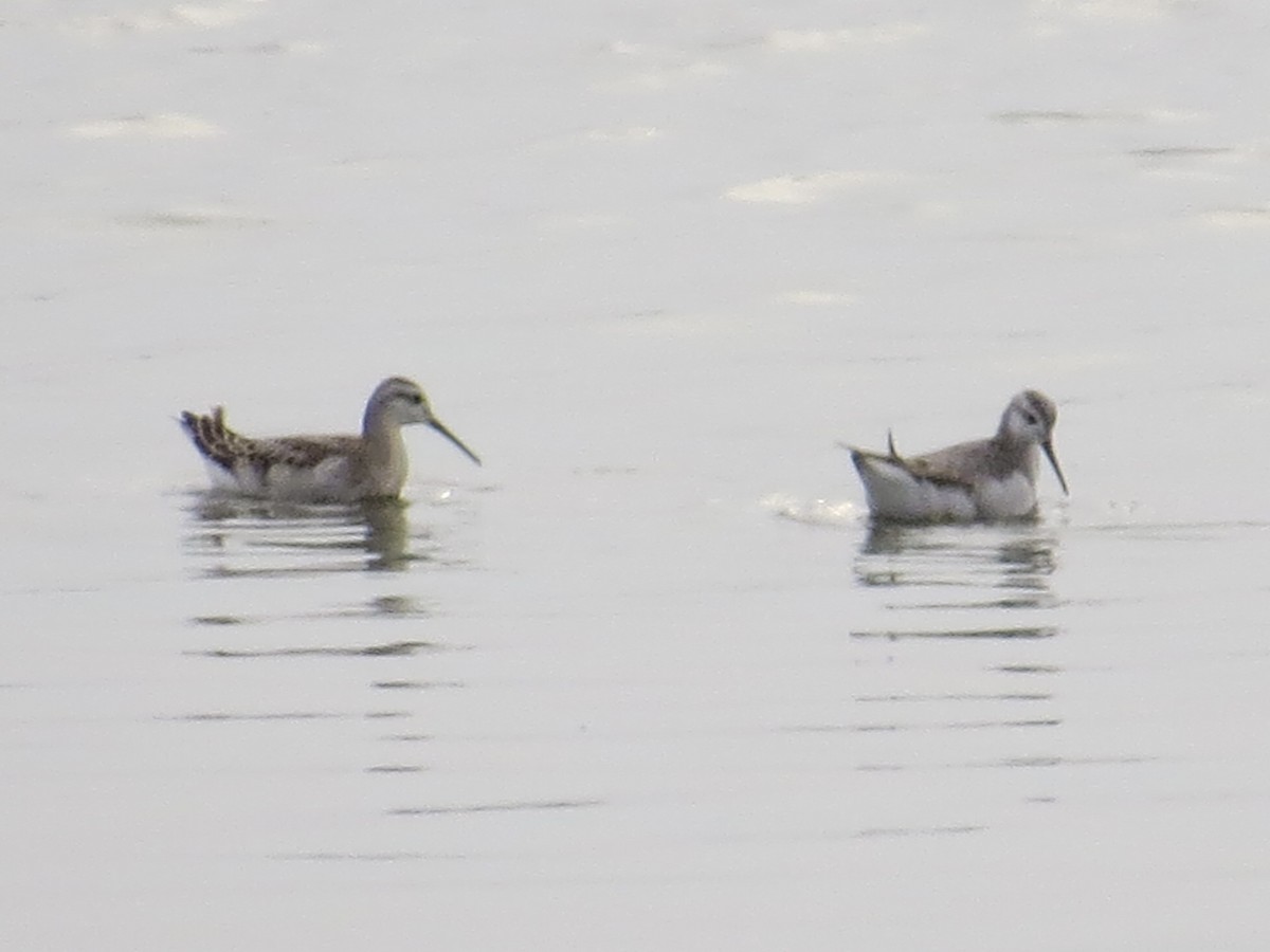 Wilson's Phalarope - ML622098336