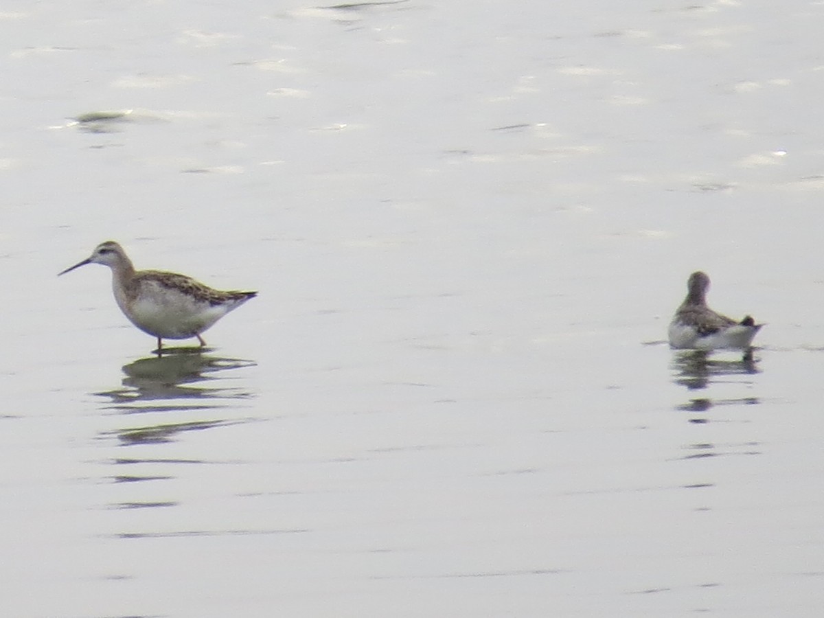 Wilson's Phalarope - ML622098337