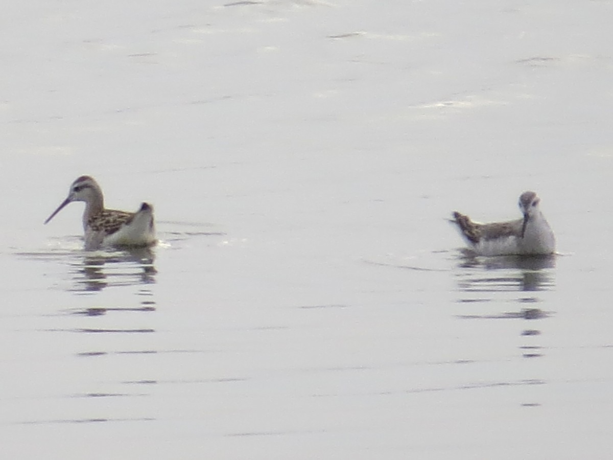 Wilson's Phalarope - ML622098338