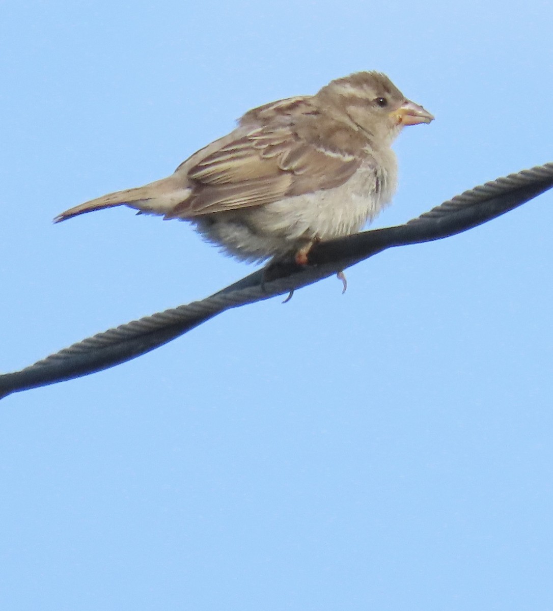 Moineau domestique - ML622098354