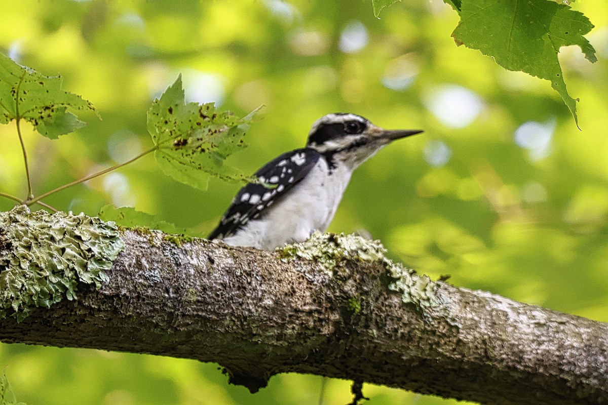 Hairy Woodpecker - ML622098417