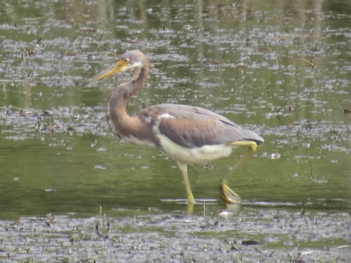 Tricolored Heron - Port of Baltimore