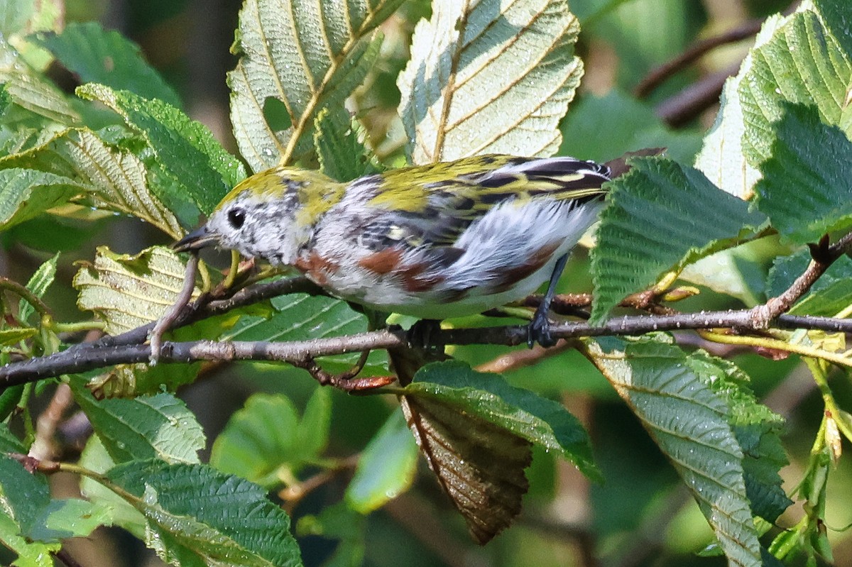 Chestnut-sided Warbler - ML622098434