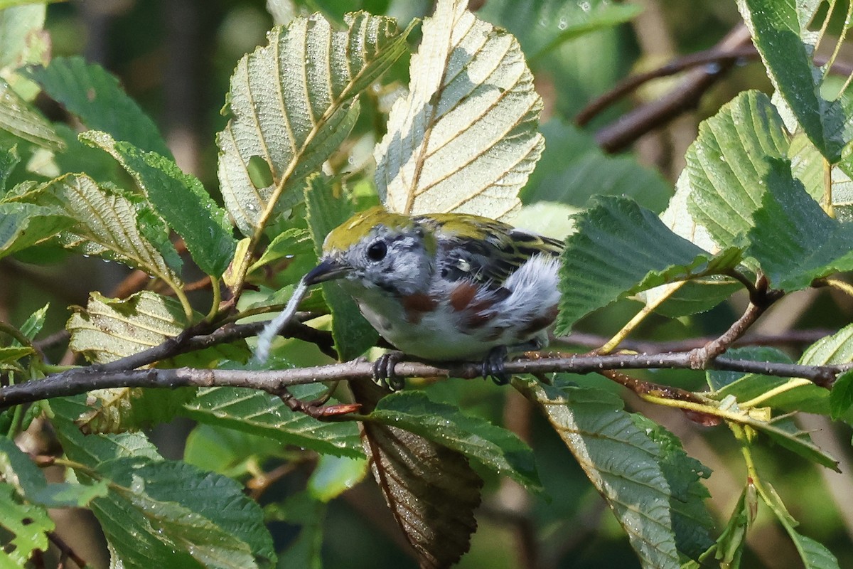 Chestnut-sided Warbler - ML622098435