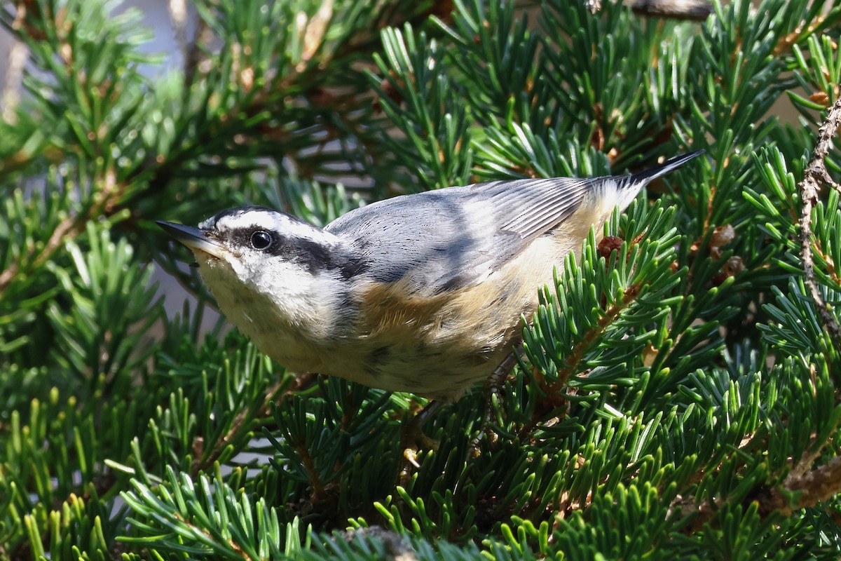 Red-breasted Nuthatch - ML622098440