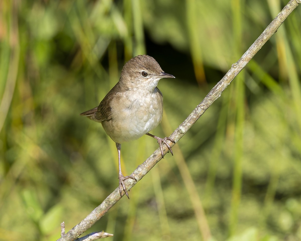 Savi's Warbler - ML622098448
