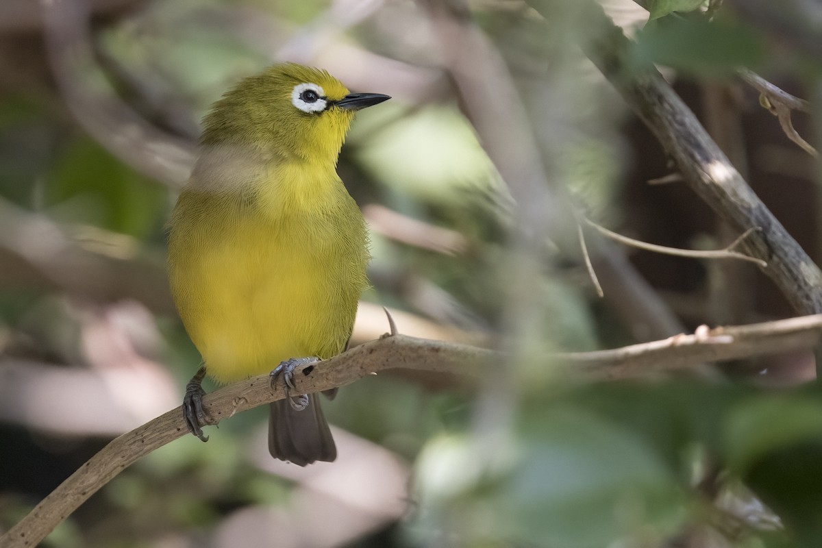 Northern Yellow White-eye - ML622098500