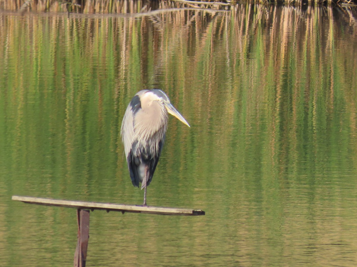 Great Blue Heron - Katherine Holland