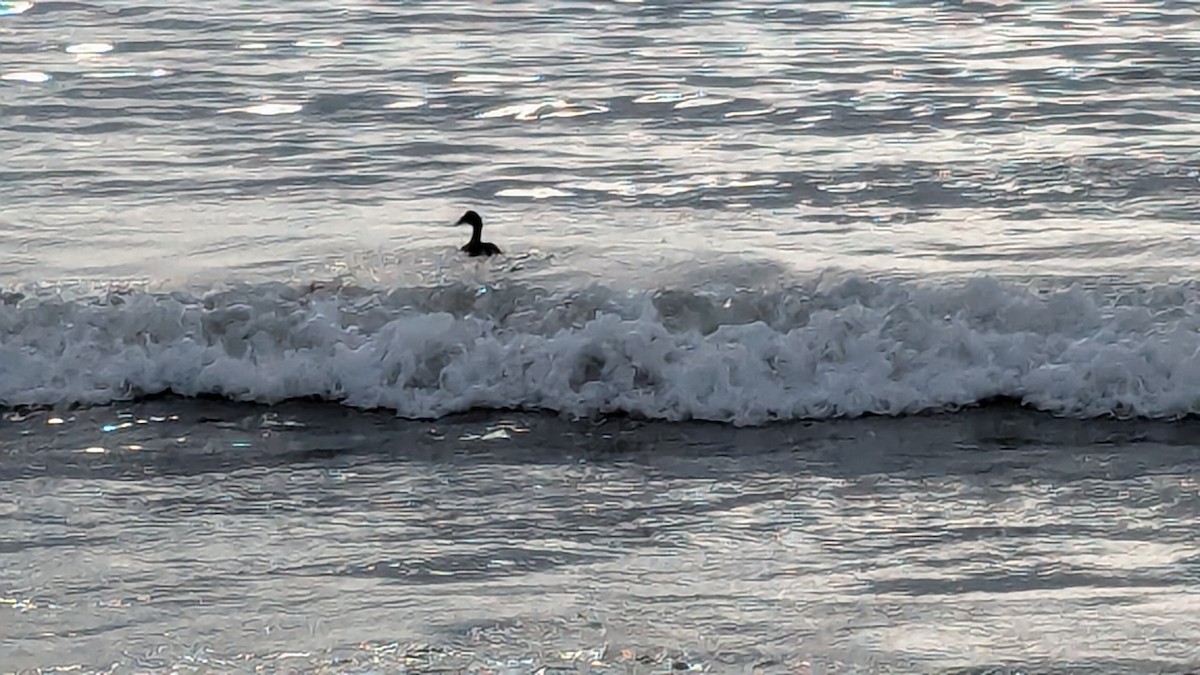 White-winged Scoter - Andrew Ippel