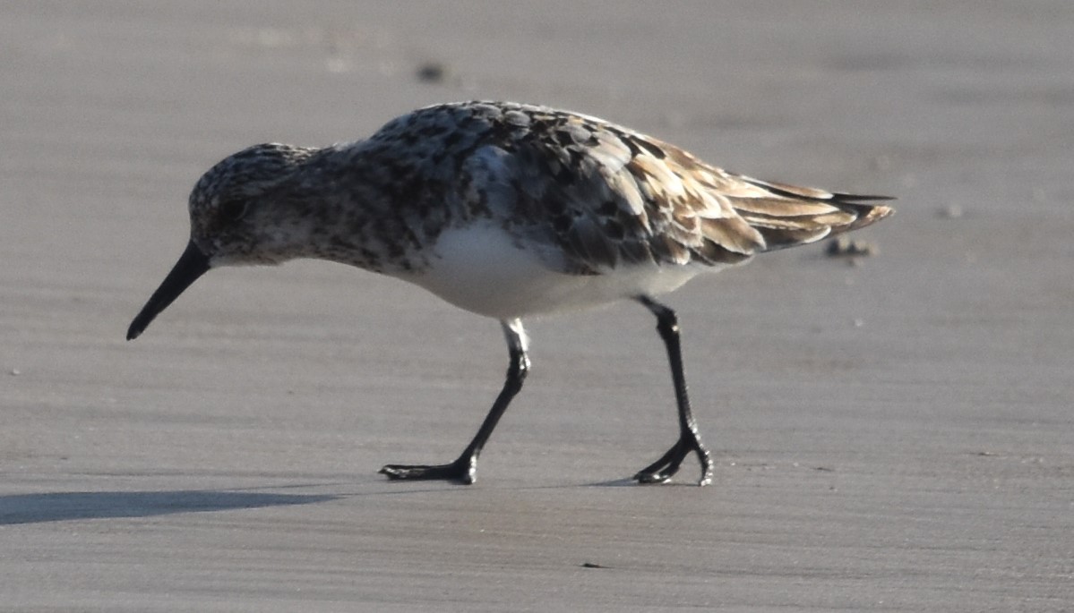 Sanderling - Ross Silcock