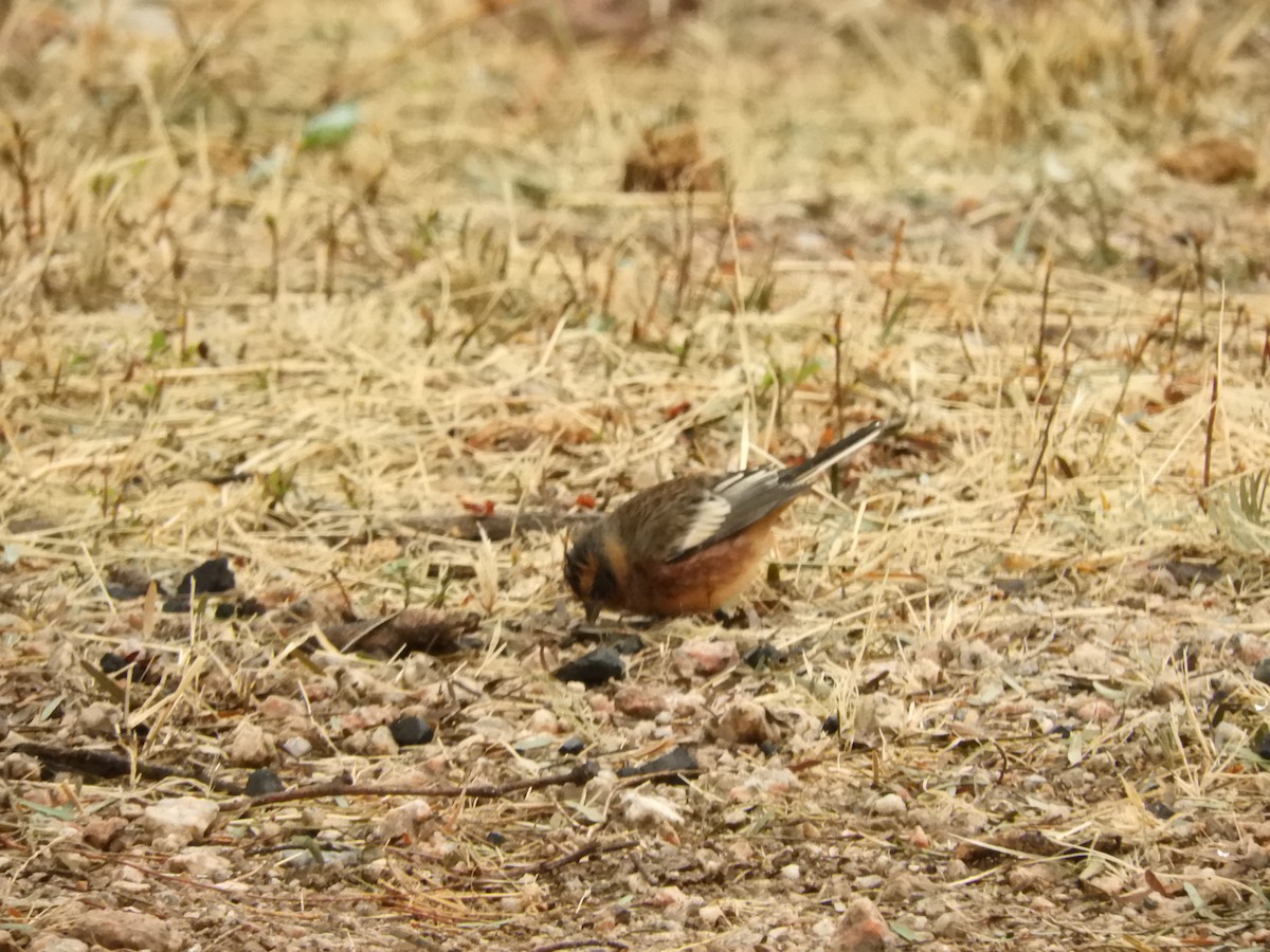 Cinnamon Warbling Finch - ML622098532