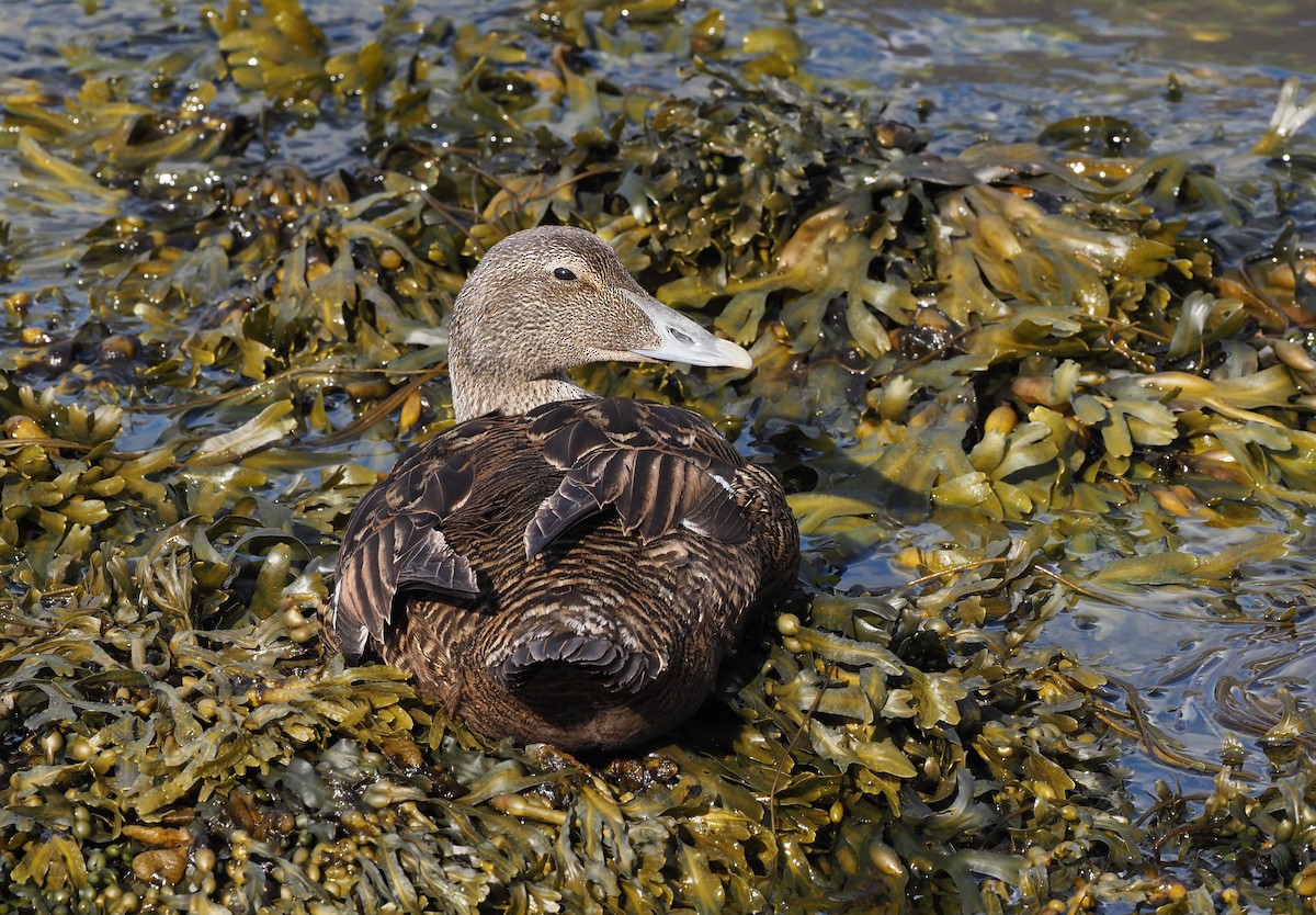 Common Eider - ML622098568