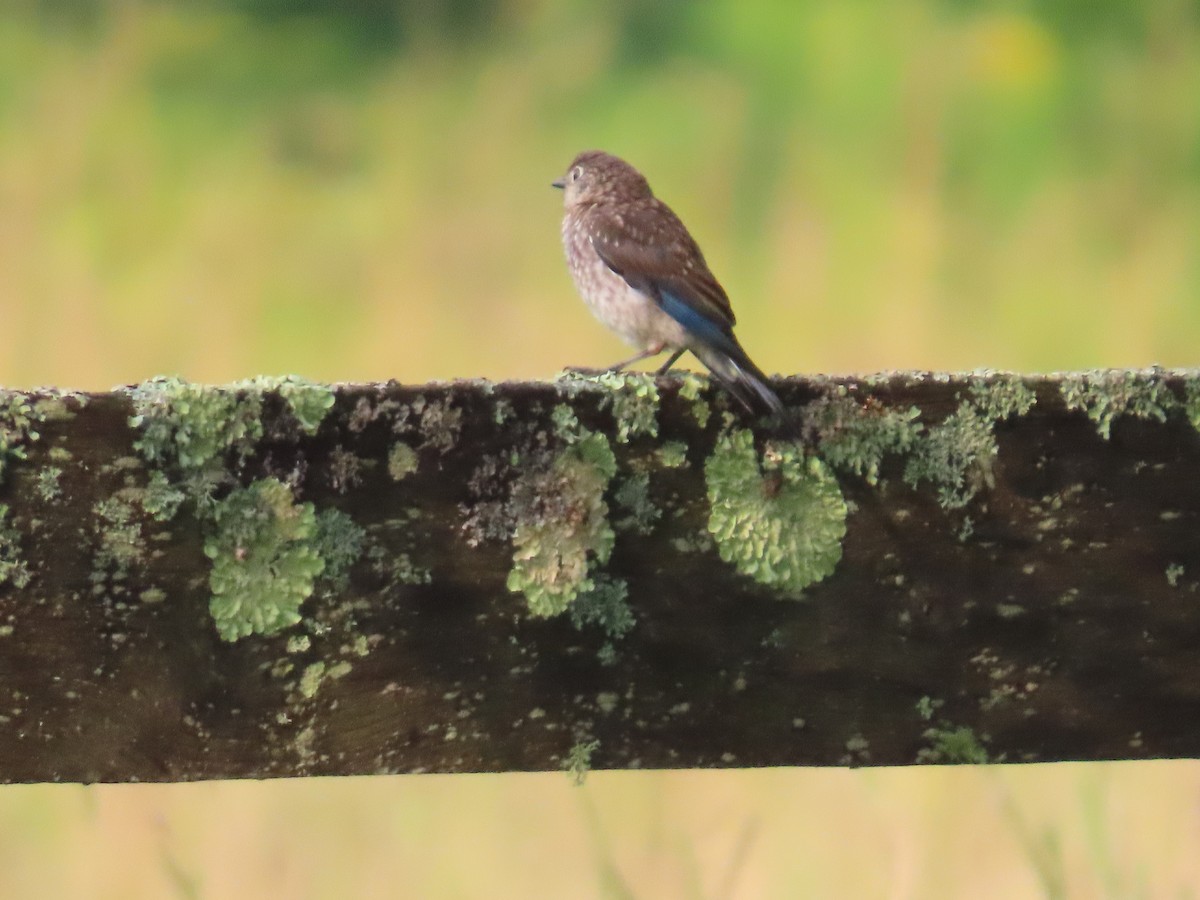 Eastern Bluebird - ML622098581