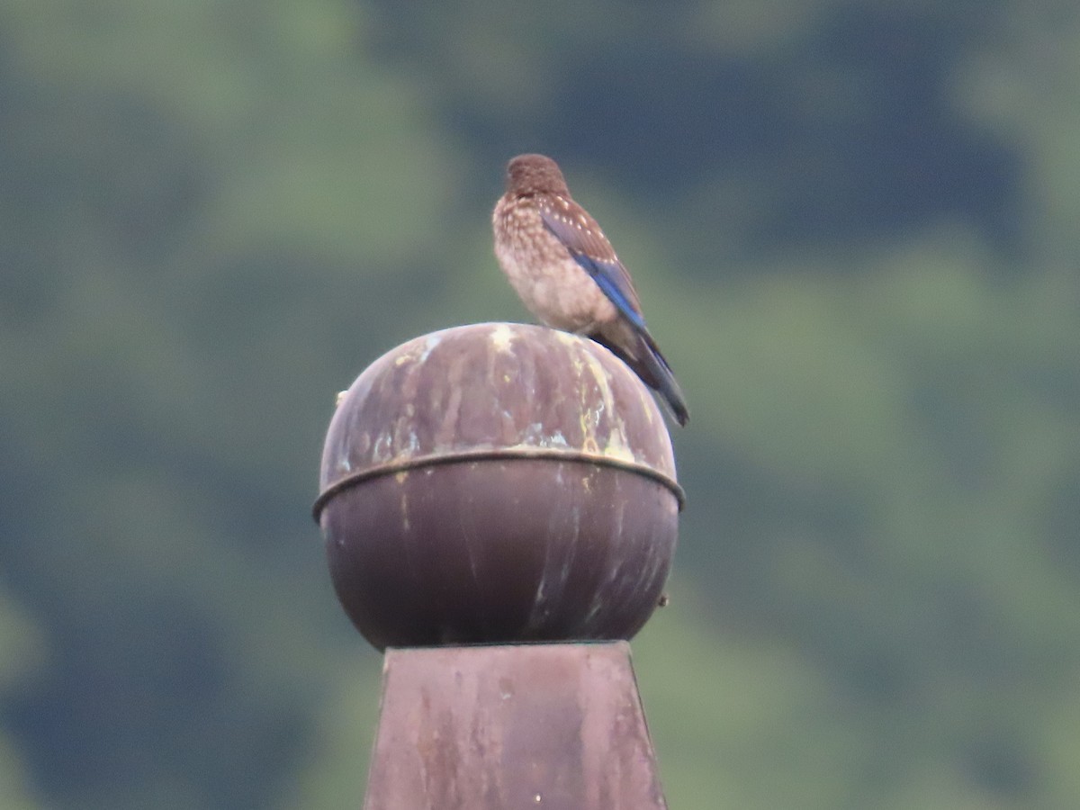 Eastern Bluebird - ML622098582