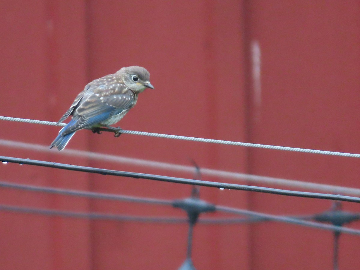 Eastern Bluebird - ML622098583