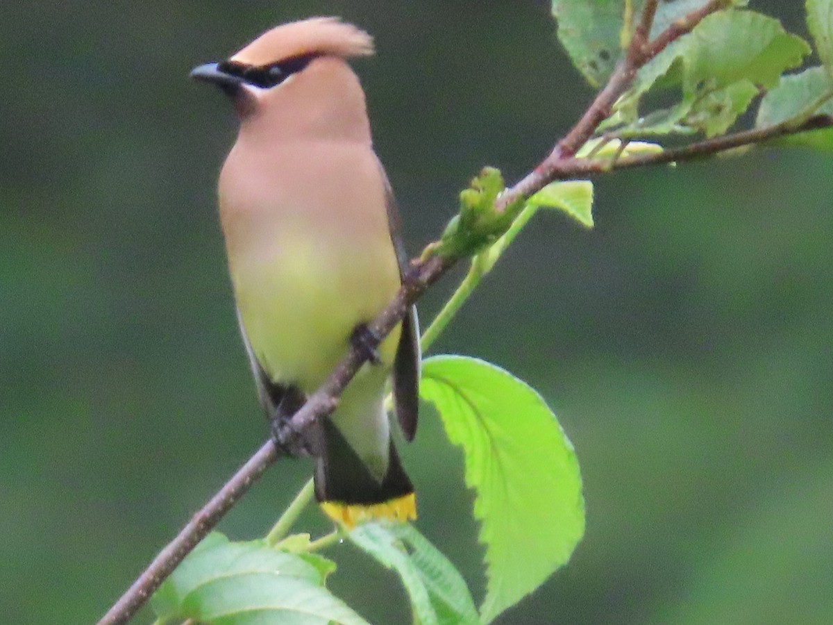 Cedar Waxwing - ML622098588