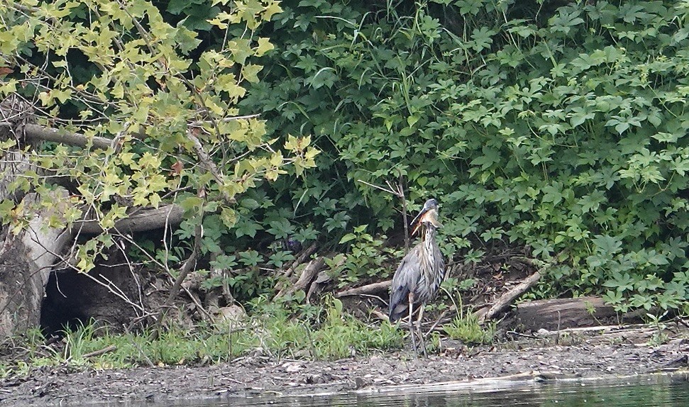 Great Blue Heron - ML622098589