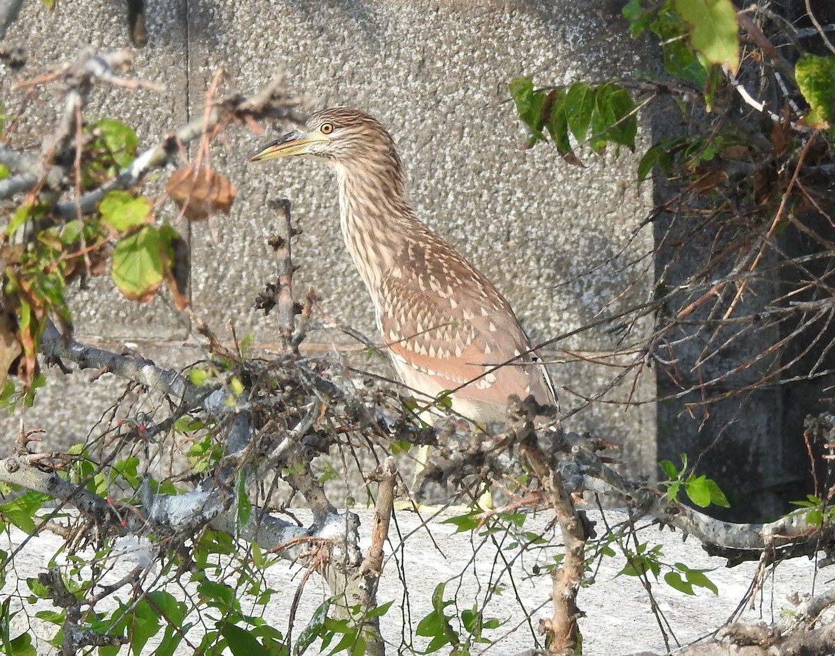 Black-crowned Night Heron - Fred Shaffer