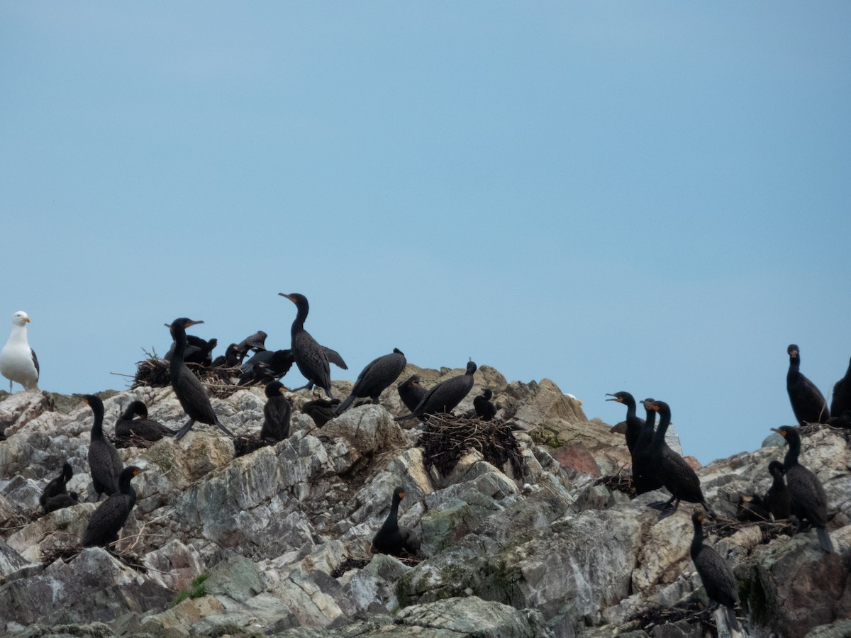 Double-crested Cormorant - ML622098604