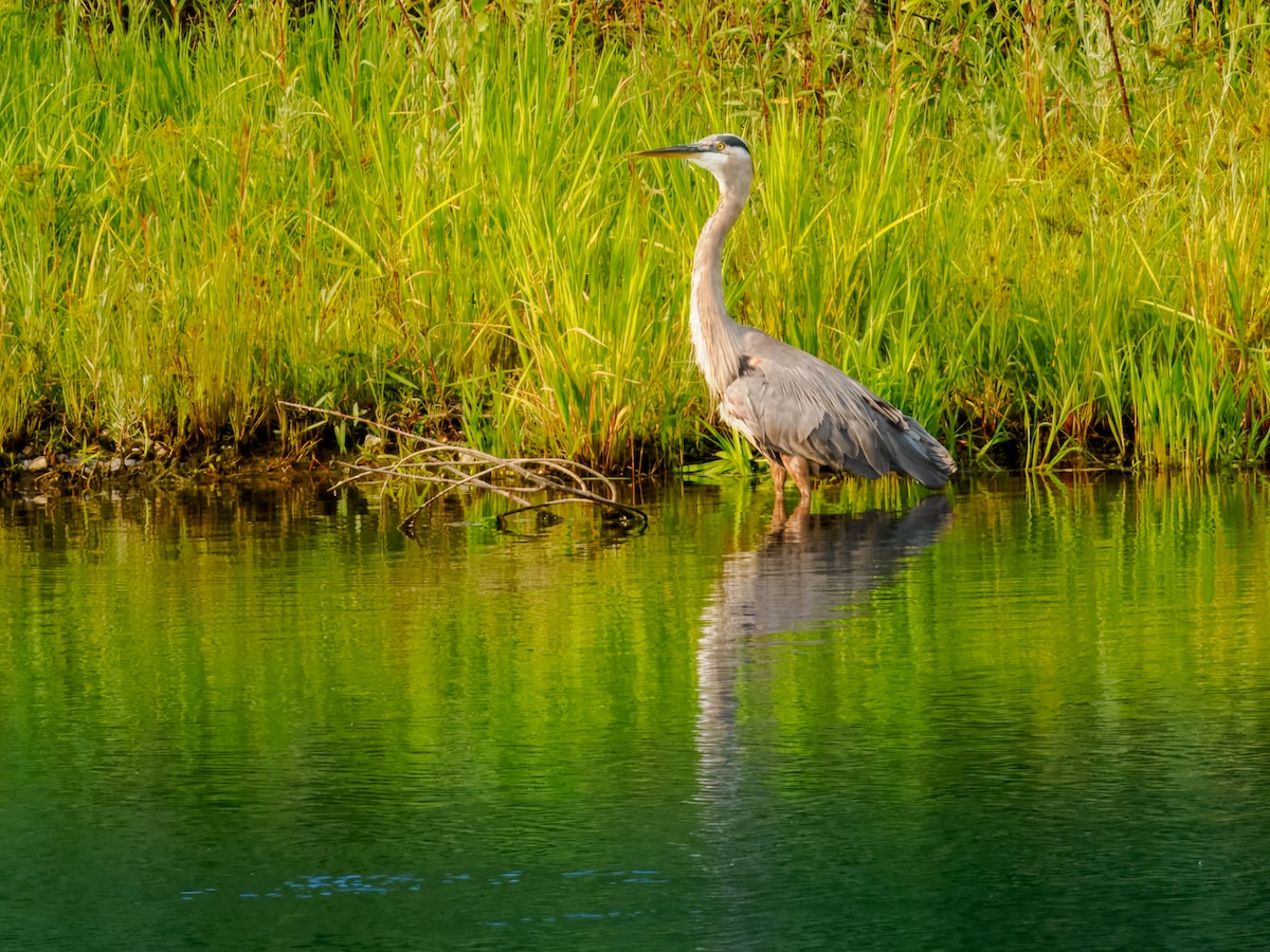 Great Blue Heron - ML622098614