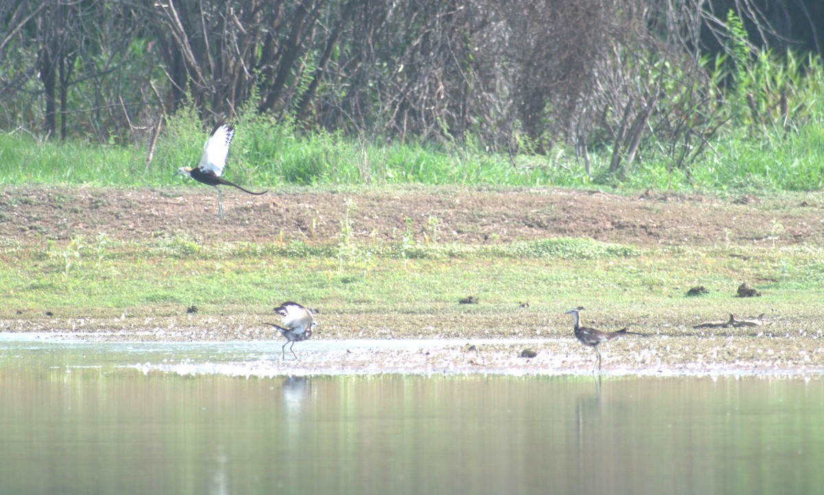 Pheasant-tailed Jacana - ML622098656