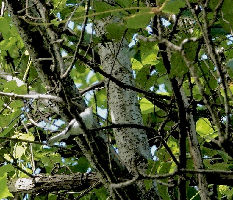 Blue-gray Gnatcatcher - ML622098657