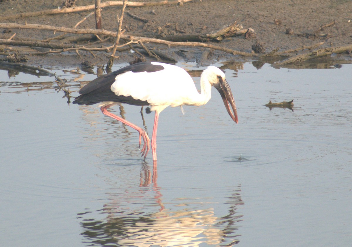 Asian Openbill - ML622098658