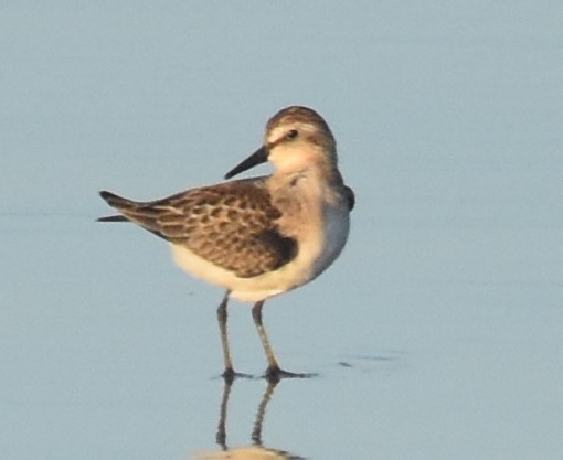 Western Sandpiper - ML622098659