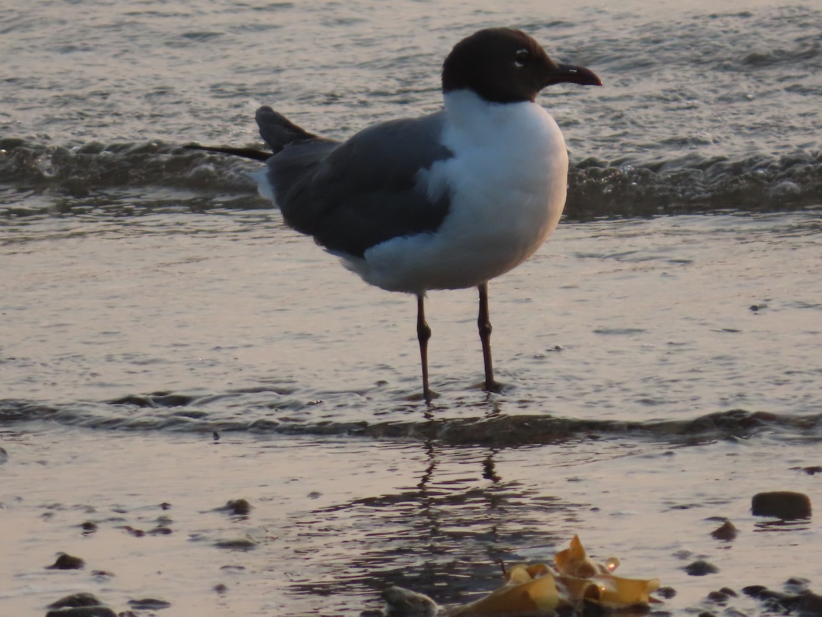 Laughing Gull - ML622098661