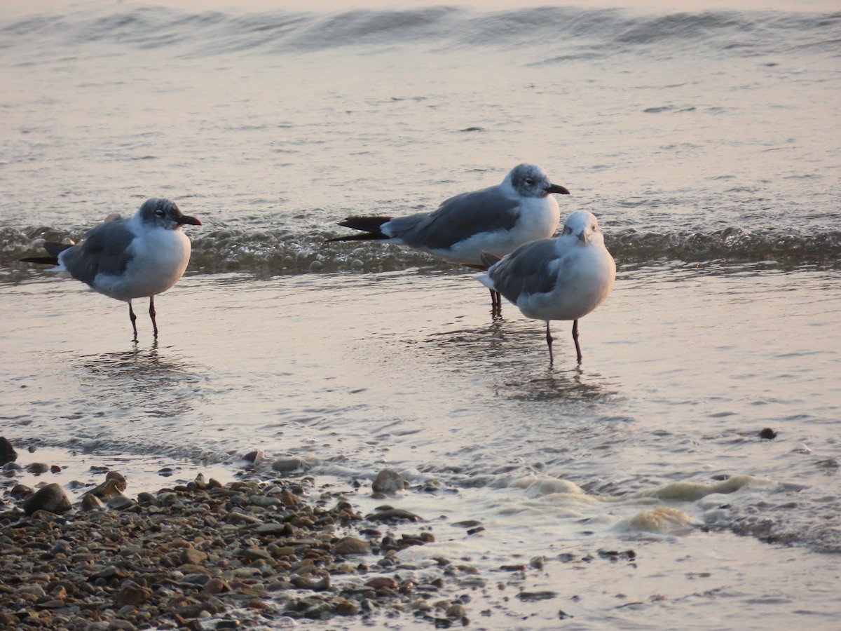 Laughing Gull - ML622098662